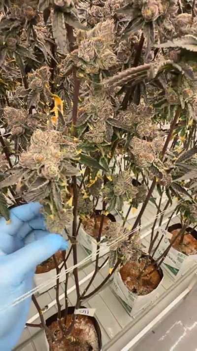 Happy New Year from 67Sins