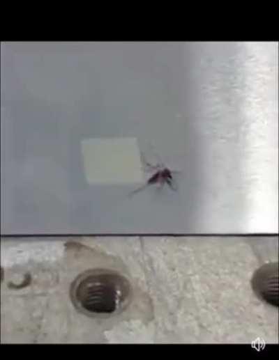 Epic mosquito slaughter