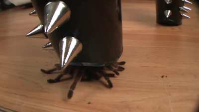 Crush Cuties Angelina