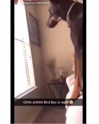 bird box is real confirmed