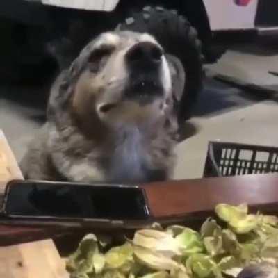 Thanks, i love dancing dog