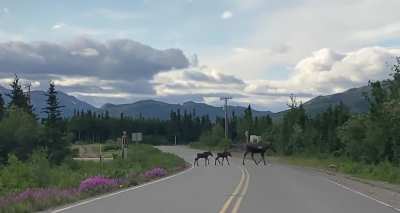 Moose on the Move