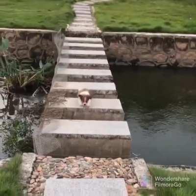 Just carry the poor little dog across