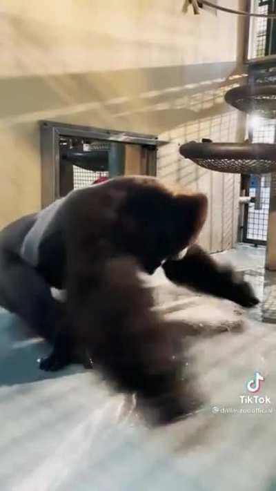 He’s a maniac, a maniac!