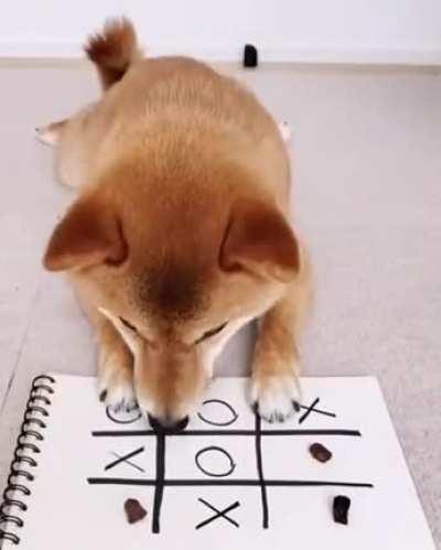 Собачья жизнь