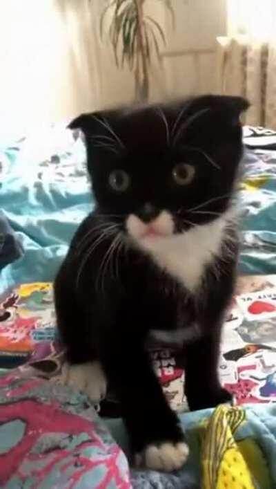 How every cat should be introduced