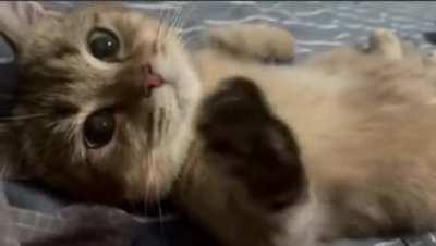 Nothing to see here, just kitty stretching the paws