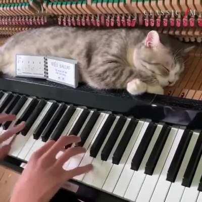 “Yes, you may play. Just stay off the 7th octave please”