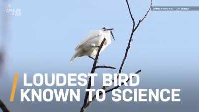The Loudest Bird Known To Science