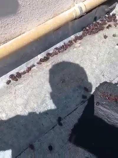 Brown Beetle infestation in Argentina