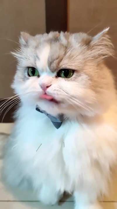 I am a cat. I'm also, to an extent, a dog. For one thing, I love eating food that isn't mine; most recently tuna fish sandwiches and olive garden breadsticks. But beyond this preference for the taste of other people's food, I greatly appreciate the ease w