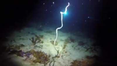 Something made this sea worm go "poof!"