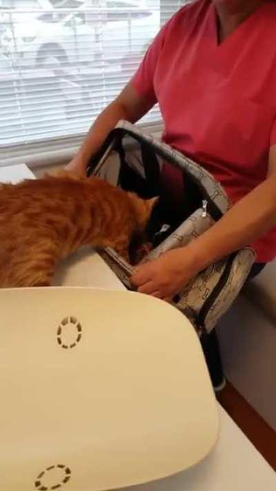 Cat saves his buddy from the vet