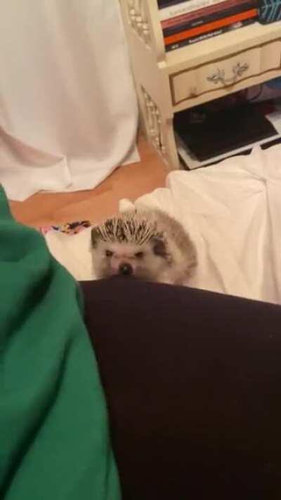 Petey wanted attention and he chose violence to get it.