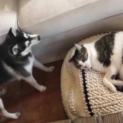 Dog being jerk to sleeping cat