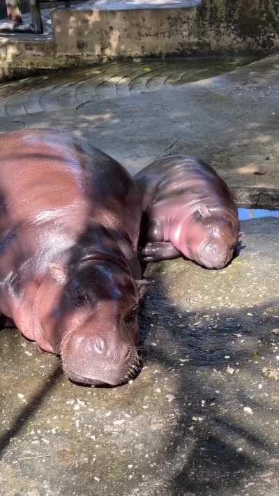 Most precious clip ever? Moodeng napping with her mom Jonah