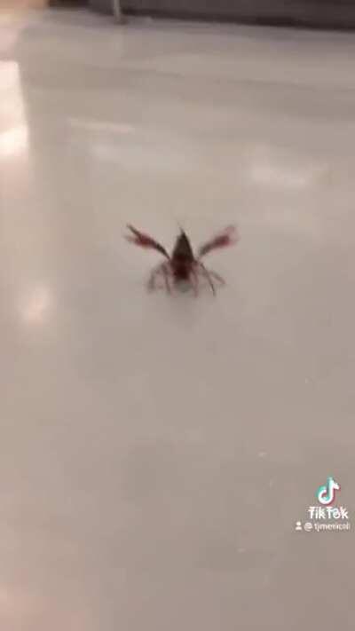 This one is not interested in being eaten