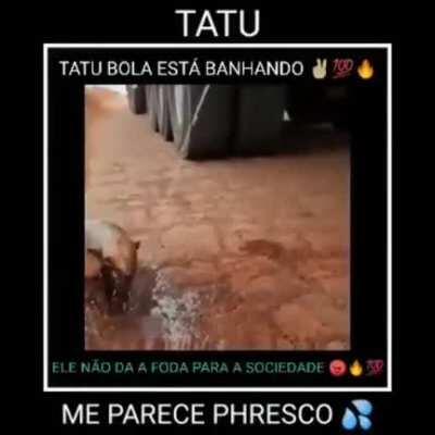 Gente o tatu ja esta banhado
