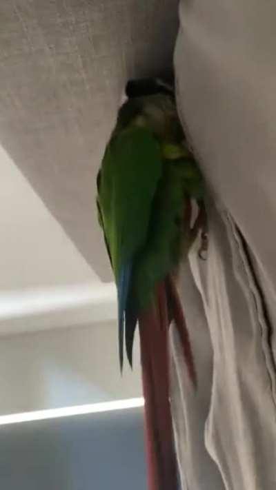 Assassinbirb