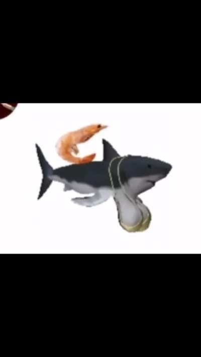 Boobs shark👇