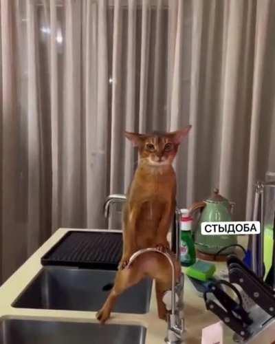 This shitty treacherous cat