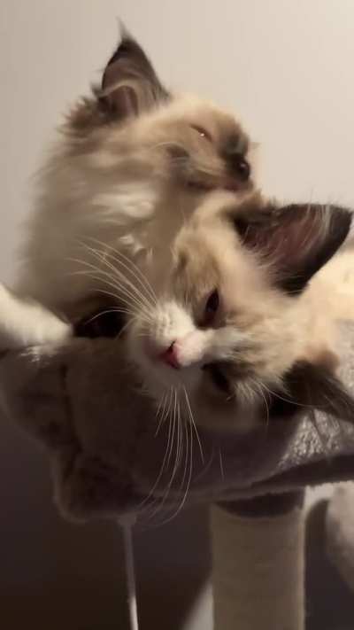 Let’s up the cuteness. 😍🥰😽😽