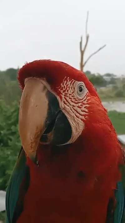 interview with a birb