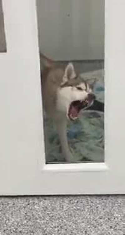 Vet's office sent me this from yesterday. not sure if she was under the influence at the time of video, or if just normal operating parameters.