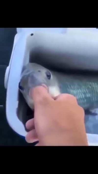 OMG What a cute fish.