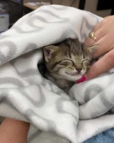 Smol kitty smiling