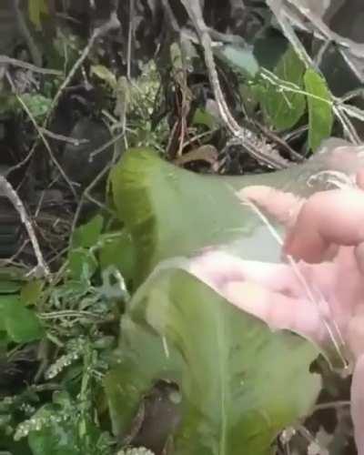 Peeling the ice off a frozen leaf...