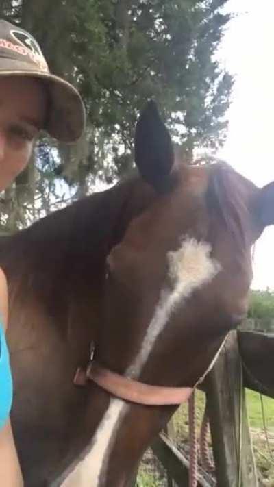 Hooman goes to five stores to give horse friend first sugar cube