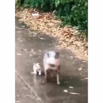 Pup finds a stray kitten, adopts it, and gently leads it home.