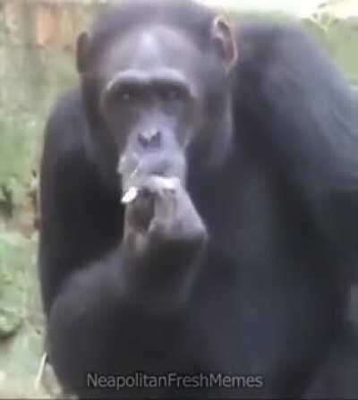 neapolitan monki🕶️