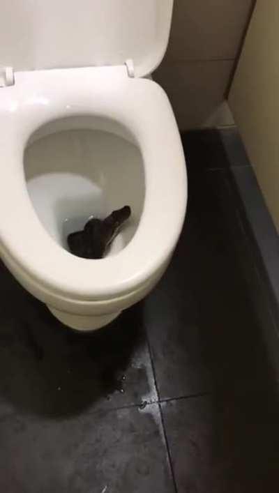 You go into a public toilet. you saw this. what you do