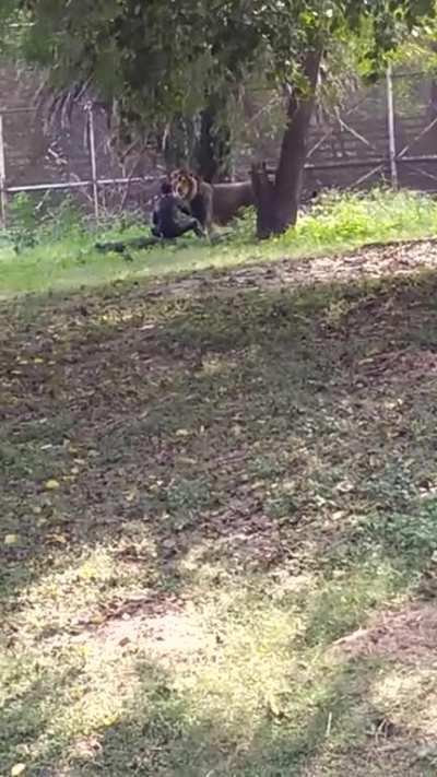 Drunk man jumped in a lion cage (Delhi zoo,India).