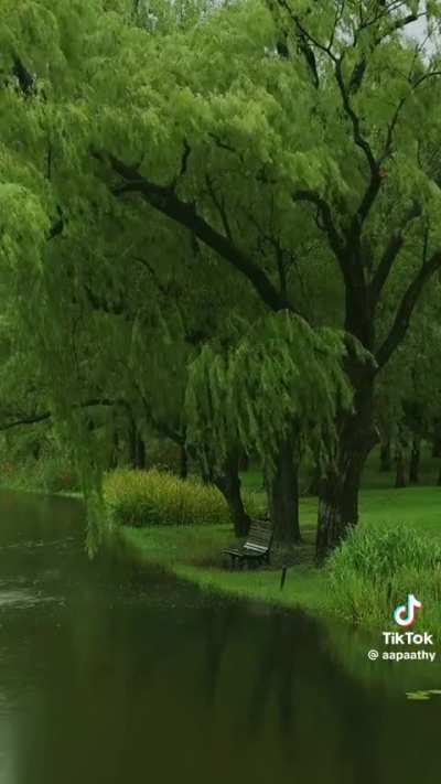 Willow Tree