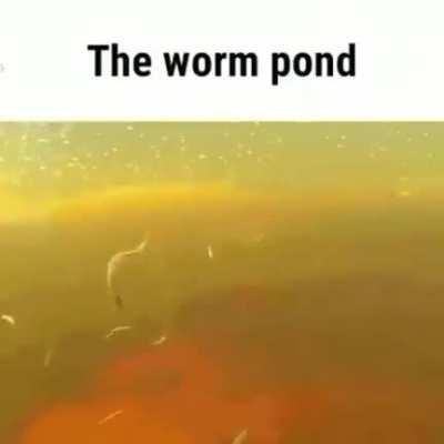 The worm pond