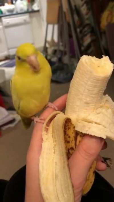 Banana Birb does his banana dance