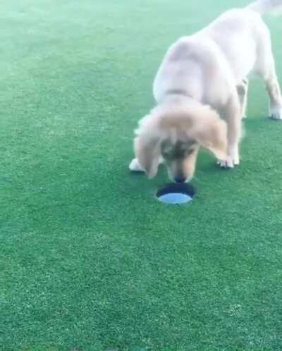 Golf zoomies