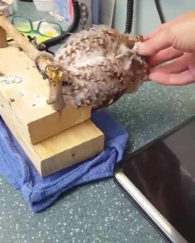 Owl loves to have a scratch.