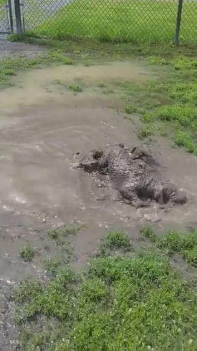 first time bringing milo to this dog park. safe to say we didn't go again until the mud dried up 😅