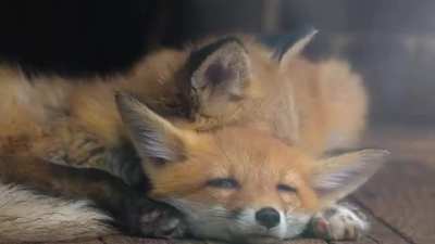 “Fox Tenderness Montage” 🦊🤗😘