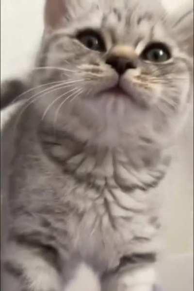 Инопланетный Котик [Звук ВКЛ]