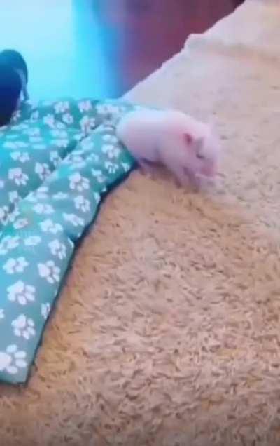 Cute little pigs🫣🥰🦋