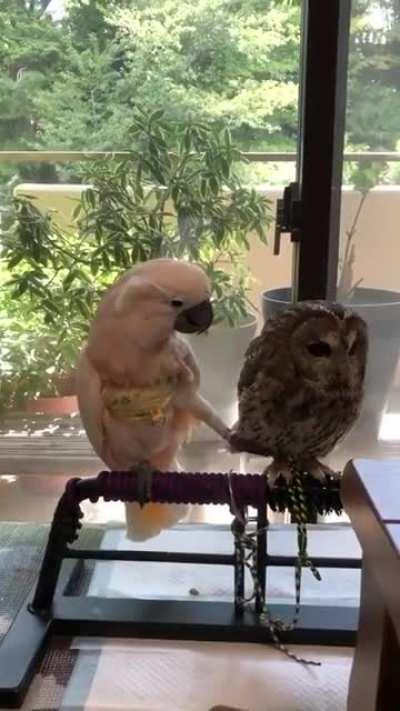 Mischievous Cockatoos annoying Owl