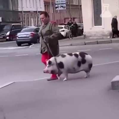 Пропала свинОта, пропала свинОта, пропала свинОта, по кличке БекОн.