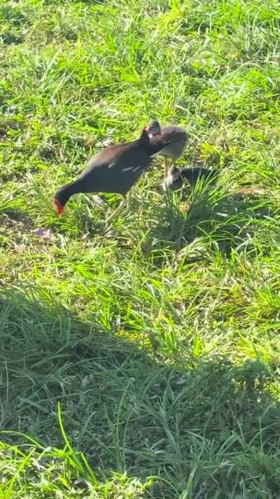 how is this real they also were swimming like ducks