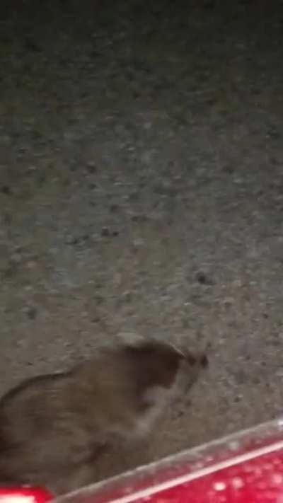 Video of me feeding a wild raccoon some hot fries. Don't worry, the fries weren't actually hot at all.