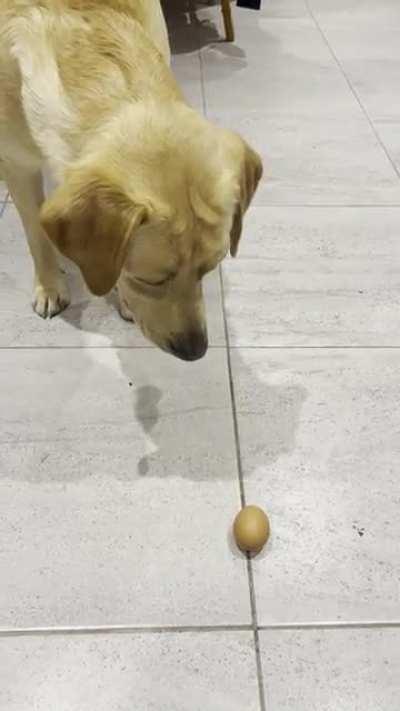 My dog barking at an egg